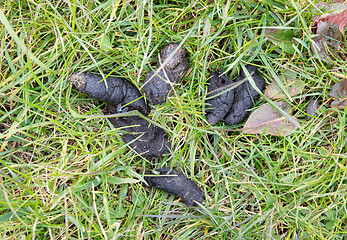 Image showing Dog`s excrement in green grass