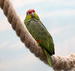 Image showing Parrot sitting on a big rope