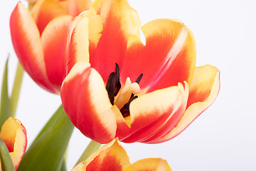 Image showing Red and yellow tulips in a vase