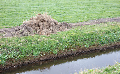 Image showing Mown reed at the side of the ditch