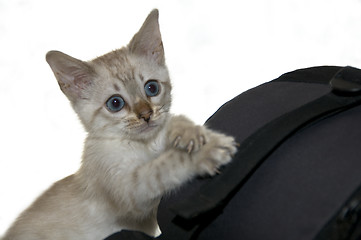 Image showing Kitten