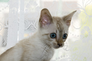 Image showing Kitten