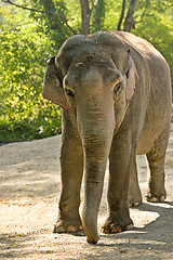 Image showing Elephant