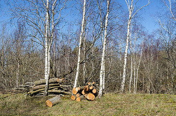 Image showing Woodpiles on the ground