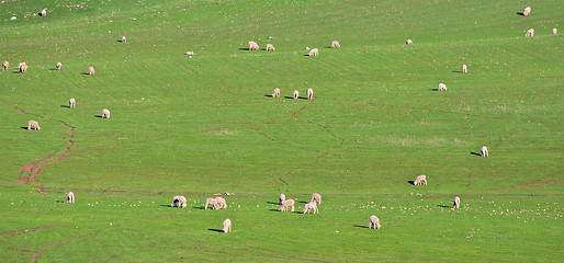 Image showing sheep in the field