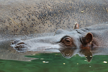 Image showing Hippopotamus