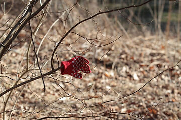 Image showing Lost glove on a tree in a forest in Denmark