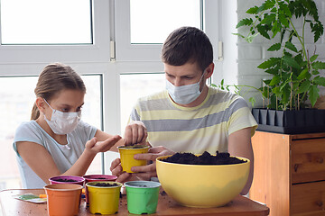 Image showing Quarantine dad and daughter plant seeds in pots with soil