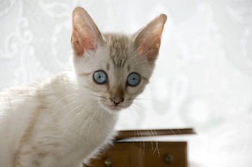 Image showing Kitten