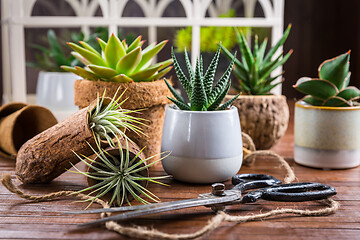 Image showing Collection of succulent plants for home deco. Gardening idea for stone garten.