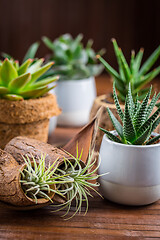 Image showing Collection of succulent plants for home deco. Gardening idea for stone garten.