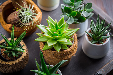 Image showing Collection of succulent plants for home deco. Gardening idea for stone garten.