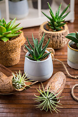 Image showing Collection of succulent plants for home deco. Gardening idea for stone garten.