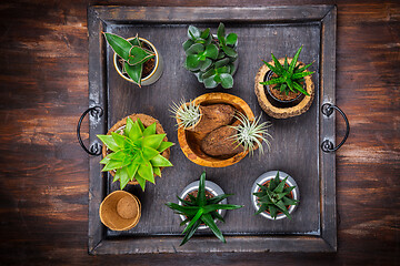 Image showing Collection of succulent plants for home deco. Gardening idea for stone garten.