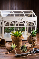 Image showing Collection of succulent plants for home deco. Gardening idea for stone garten.