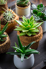 Image showing Collection of succulent plants for home deco. Gardening idea for stone garten.