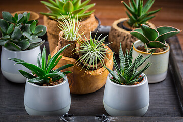Image showing Collection of succulent plants for home deco. Gardening idea for stone garten.