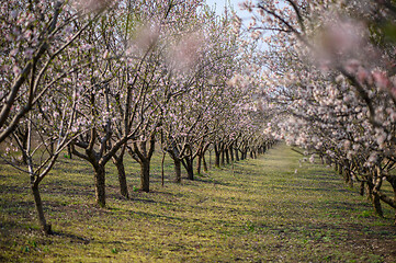 Image showing Alleys of blooming almond trees with pink flowers during springtime