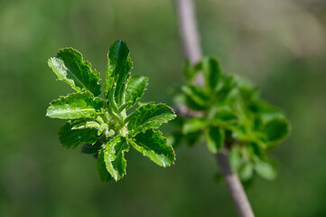 Image showing fresh green spring leaves macro