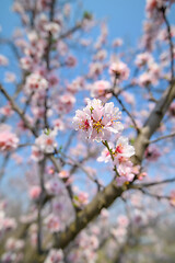 Image showing Closeup of blooming almond tree pink flowers during springtime