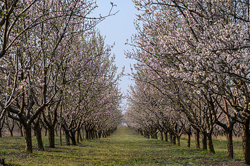 Image showing Alleys of blooming almond trees with pink flowers during springtime