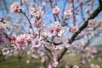 Image showing Closeup of blooming almond tree pink flowers during springtime