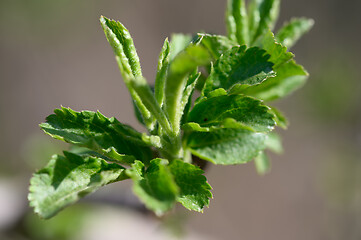 Image showing fresh green spring leaves macro