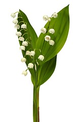 Image showing Lily of the valley