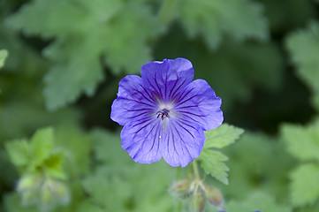 Image showing Geranium