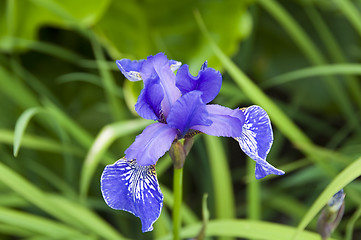 Image showing Iris