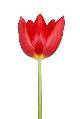 Image showing Red tulip on white