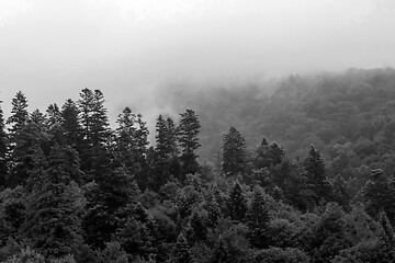 Image showing Spruce trees if fog