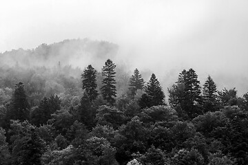 Image showing Spruce trees if fog