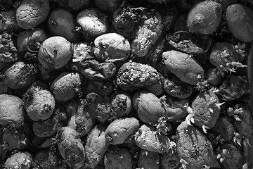 Image showing Pile of rotting potatoes waste