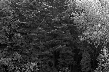 Image showing Spruce trees if fog