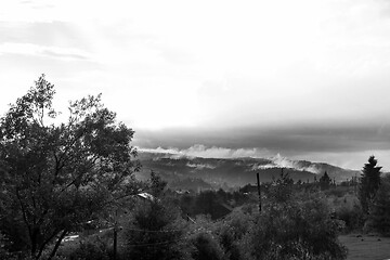 Image showing Spruce trees if fog