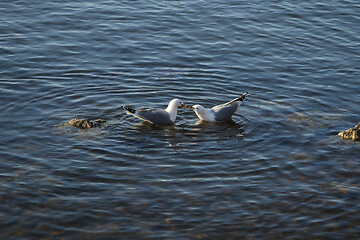 Image showing Two Seagulls Fighting over Fish