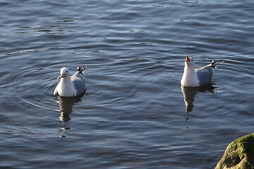 Image showing Two Seagulls Fighting over Fish