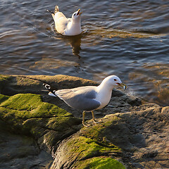 Image showing Two Seagulls Fighting over Food