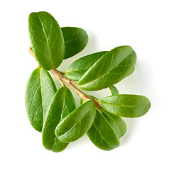 Image showing fresh green lingonberry leaves