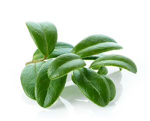 Image showing fresh green lingonberry leaves
