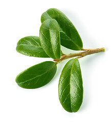 Image showing fresh green lingonberry leaves