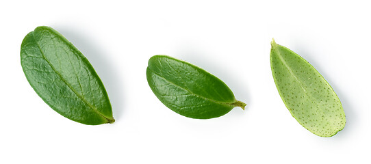 Image showing fresh green lingonberry leaves