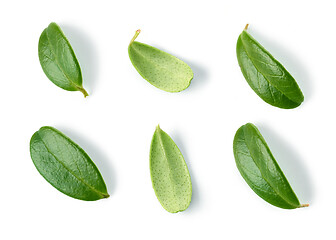 Image showing fresh green lingonberry leaves