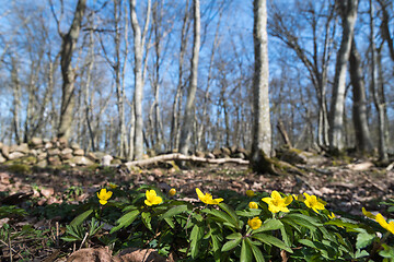 Image showing Yellow Wood Anemones close up