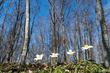 Image showing Wood Anemones close up in a forest