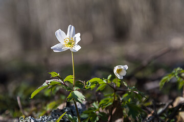 Image showing Sunlit Wood Anemone close up