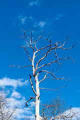 Image showing Tree skeleton by a blue sky