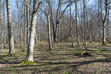 Image showing Bright European Hornbeam forest