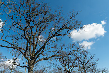 Image showing Bare oak trees by a blue sky